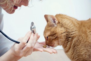 catvet