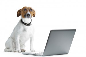 dogwithlaptop